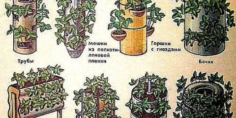 Kako napraviti vertikalne gredice za jagode